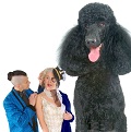 Fudgie, The Indra and Adam the Standard Poodle